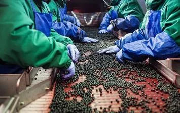 Post Harvest Machine Vision - Processing Vegetables